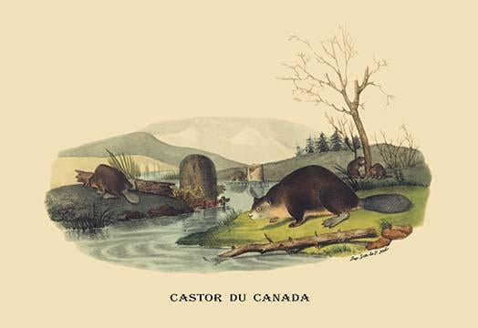 Canadian beavers building a dam along a small river poster print