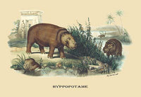 Hippos by a Stone Arch Vintage Art Print by E. F. Noel