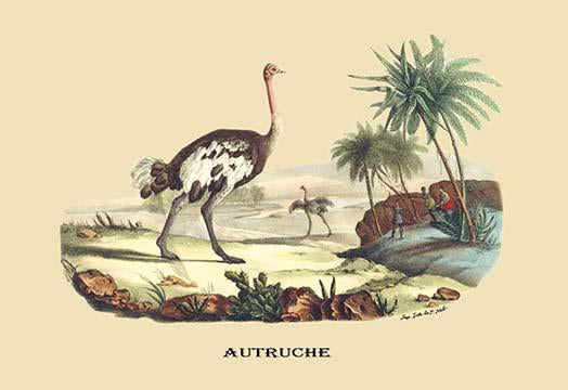The Ostrich Poster Print featuring a flightless bird artwork by E. F. Noel.