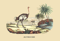 The Ostrich Poster Print featuring a flightless bird artwork by E. F. Noel.
