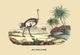 The Ostrich Poster Print featuring a flightless bird artwork by E. F. Noel.