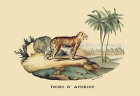 Poster print of The Tiger Overseeing His Dominion by E. F. Noel, showcasing a majestic tiger in its natural habitat.