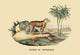 Poster print of The Tiger Overseeing His Dominion by E. F. Noel, showcasing a majestic tiger in its natural habitat.