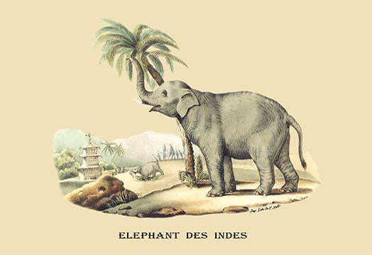 Vintage Indian elephant art poster print by E. F. Noel.
