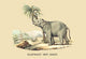 Vintage Indian elephant art poster print by E. F. Noel.