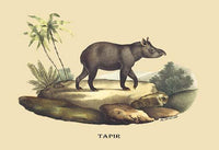 Tapir Vintage Art Print by E. F. Noel - High-quality poster print