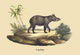 Tapir Vintage Art Print by E. F. Noel - High-quality poster print