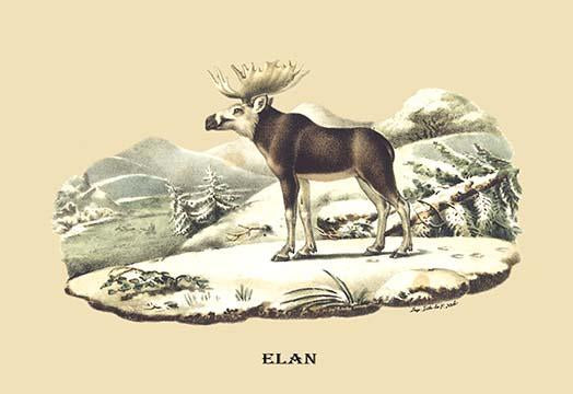 Elk Along a Snow-Capped Mountain poster print by E. F. Noel
