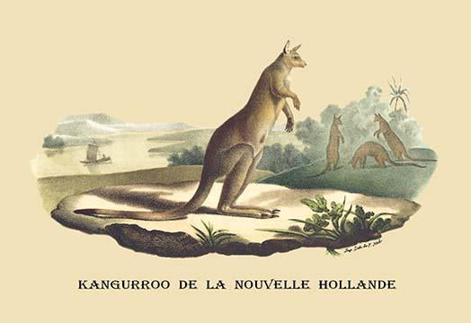 Kangaroos grazing in an Australian landscape poster print by E. F. Noel.