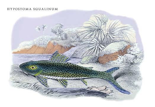 Lithograph of Guiana's fish by Robert H. Schomburgk - Poster Print
