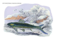 Lithograph of Guiana's fish by Robert H. Schomburgk - Poster Print
