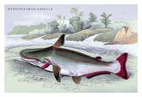 Lithographs of Guiana's Fish Poster Print by Robert H. Schomburgk