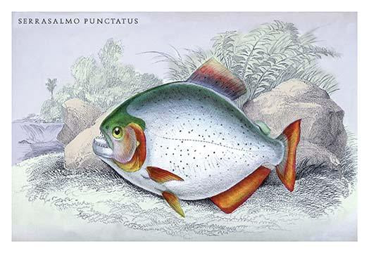 Lithographs of Guiana's fish by Robert H. Schomburgk - Poster Print