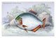 Lithographs of Guiana's fish by Robert H. Schomburgk - Poster Print