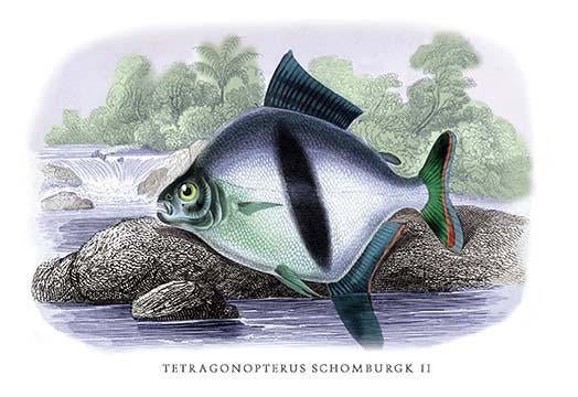 Lithographs of Guiana's fish poster print by Robert H. Schomburgk, showcasing vibrant aquatic life.