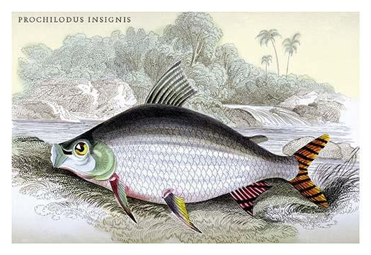 Lithographs of Guiana's fish by Robert H. Schomburgk - Poster Print