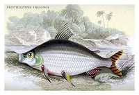 Lithographs of Guiana's fish by Robert H. Schomburgk - Poster Print