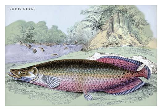 Lithograph of Guiana's fish by Robert H. Schomburgk, poster print