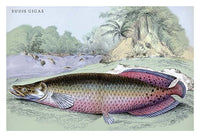 Lithograph of Guiana's fish by Robert H. Schomburgk, poster print
