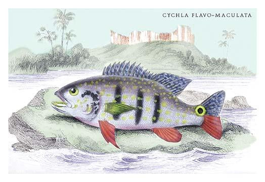 Lithographs of Guiana's Fish Species Poster Print by Robert H. Schomburgk