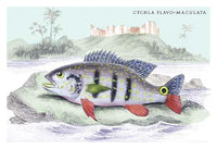 Lithographs of Guiana's Fish Species Poster Print by Robert H. Schomburgk