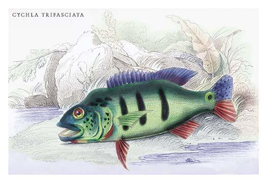 Lithographs of the Fish of Guiana Poster Print by Robert H. Schomburgk