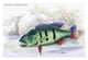 Lithographs of the Fish of Guiana Poster Print by Robert H. Schomburgk