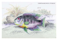 Lithograph poster print of Guiana's fish by Robert H. Schomburgk.