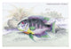 Lithograph poster print of Guiana's fish by Robert H. Schomburgk.