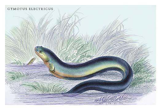 Lithograph of Guiana fish by Robert H. Schomburgk - Poster Print