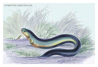 Lithograph of Guiana fish by Robert H. Schomburgk - Poster Print