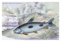Lithograph of Guiana's fish by Robert H. Schomburgk - Poster Print