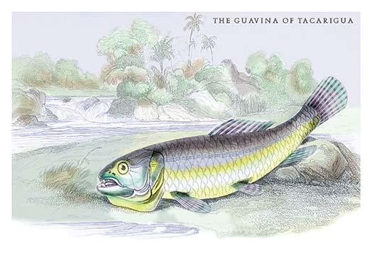 Lithographs of Fish of Guiana Poster Print by Robert H. Schomburgk