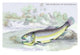 Lithographs of Fish of Guiana Poster Print by Robert H. Schomburgk