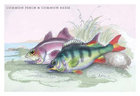 Lithographs of British Fish Poster Print by Robert Hamilton, showcasing detailed illustrations of British fish species.