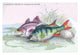 Lithographs of British Fish Poster Print by Robert Hamilton, showcasing detailed illustrations of British fish species.