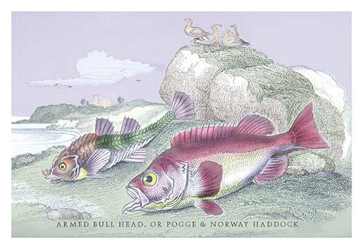 Lithographs of British Fish poster print by Robert Hamilton showcasing intricate fish illustrations.