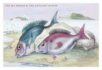 Lithograph of British fish by Robert Hamilton, perfect for home decor