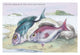 Lithograph of British fish by Robert Hamilton, perfect for home decor