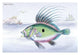 Lithographs of British Fish Poster Print by Robert Hamilton