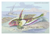 Lithographs of British fish by Robert Hamilton - Poster Print