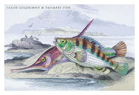 Lithographs of British fish art print by Robert Hamilton showcasing detailed illustrations.