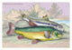 Lithographs of British Fish Poster Print by Robert Hamilton
