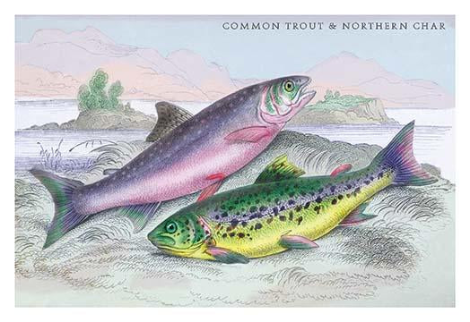 Lithographs of British Fish poster print by Robert Hamilton, featuring detailed illustrations.