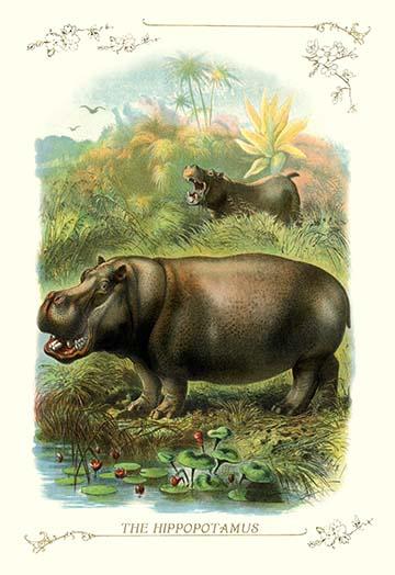 Two hippos in the forest by water poster print