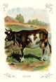 Cow on a Farm Vintage Art Reproduction Poster Print