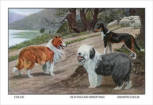 Three Dogs and Sheep Vintage Art Print by Louis Agassiz Fuertes