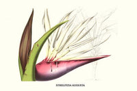 Strelitzia Augusta Vintage Art Reproduction Poster Print by Louis Benoit Van Houtte