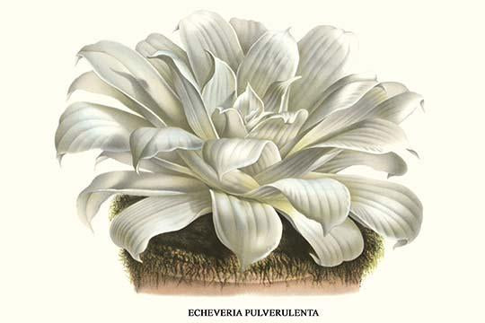 Echeveria Pulverulenta Chalk Lettuce Poster Print by Louis Benoit Van Houtte