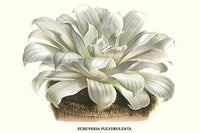 Echeveria Pulverulenta Chalk Lettuce Poster Print by Louis Benoit Van Houtte